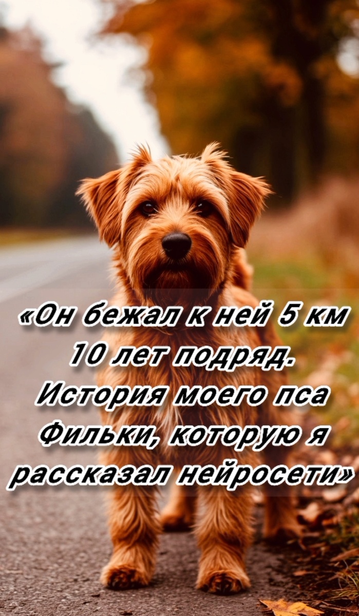 «Он бежал к ней 5 км 10 лет подряд. История моего пса Фильки, которую я рассказал нейросети»