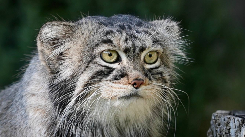    Фото: Telegram/Московский зоопарк/Moscowzoo_official