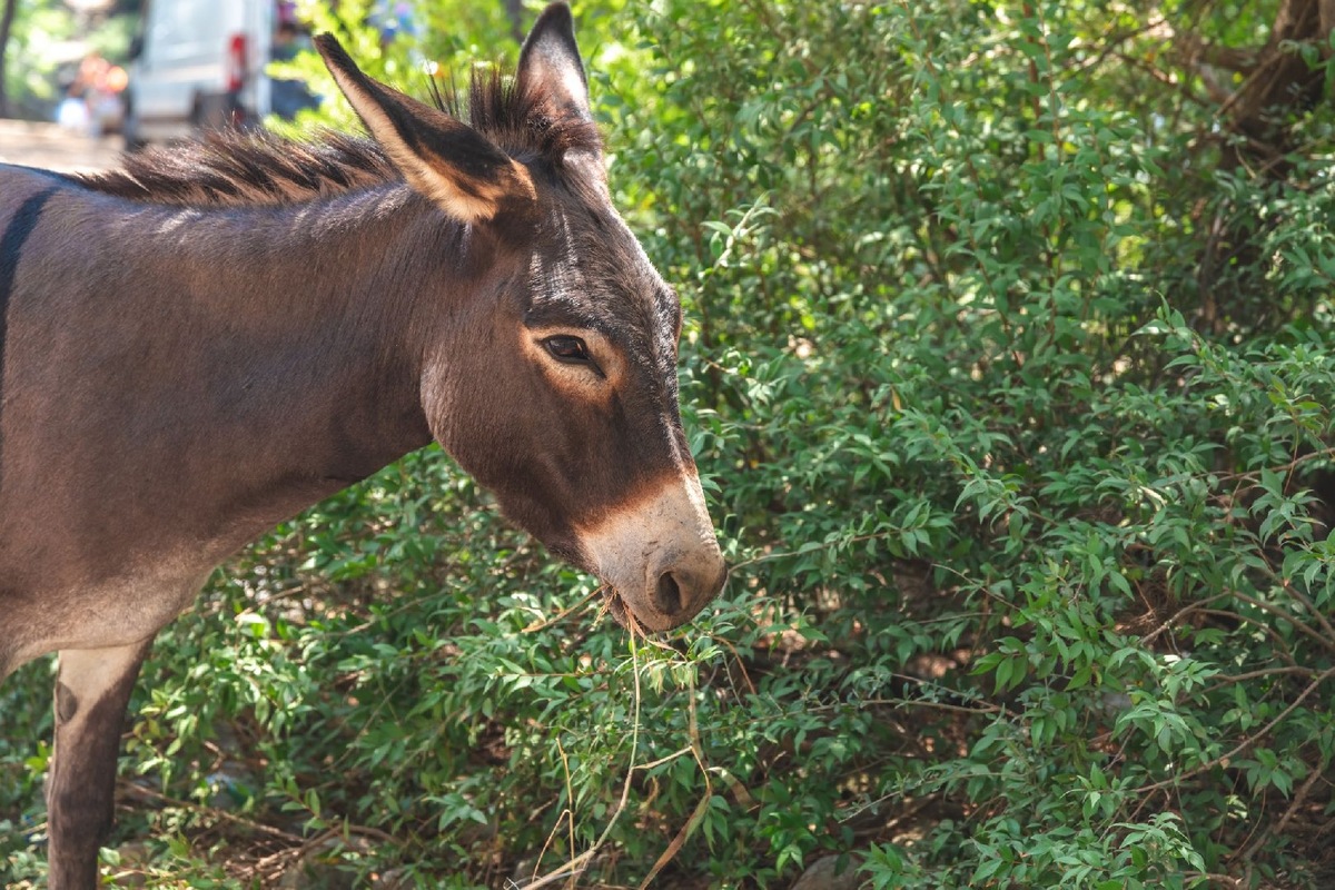    Фото: iStock/iloliloli