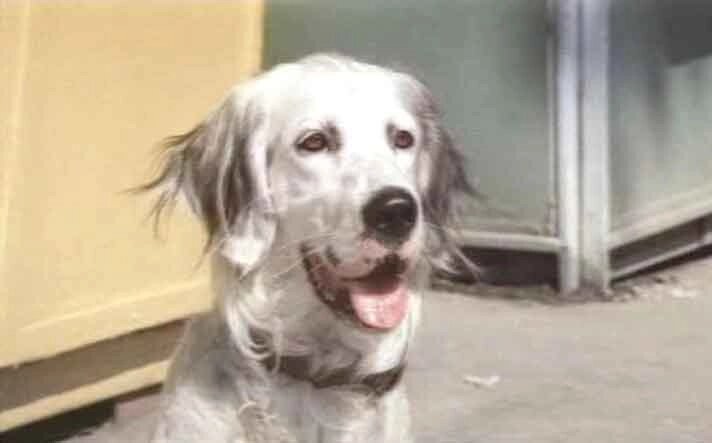    Фильм «Белый Бим Черное Ухо», 1977 г. Фото: кадр видео