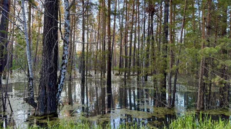     Паводок. Дмитрий Лямзин