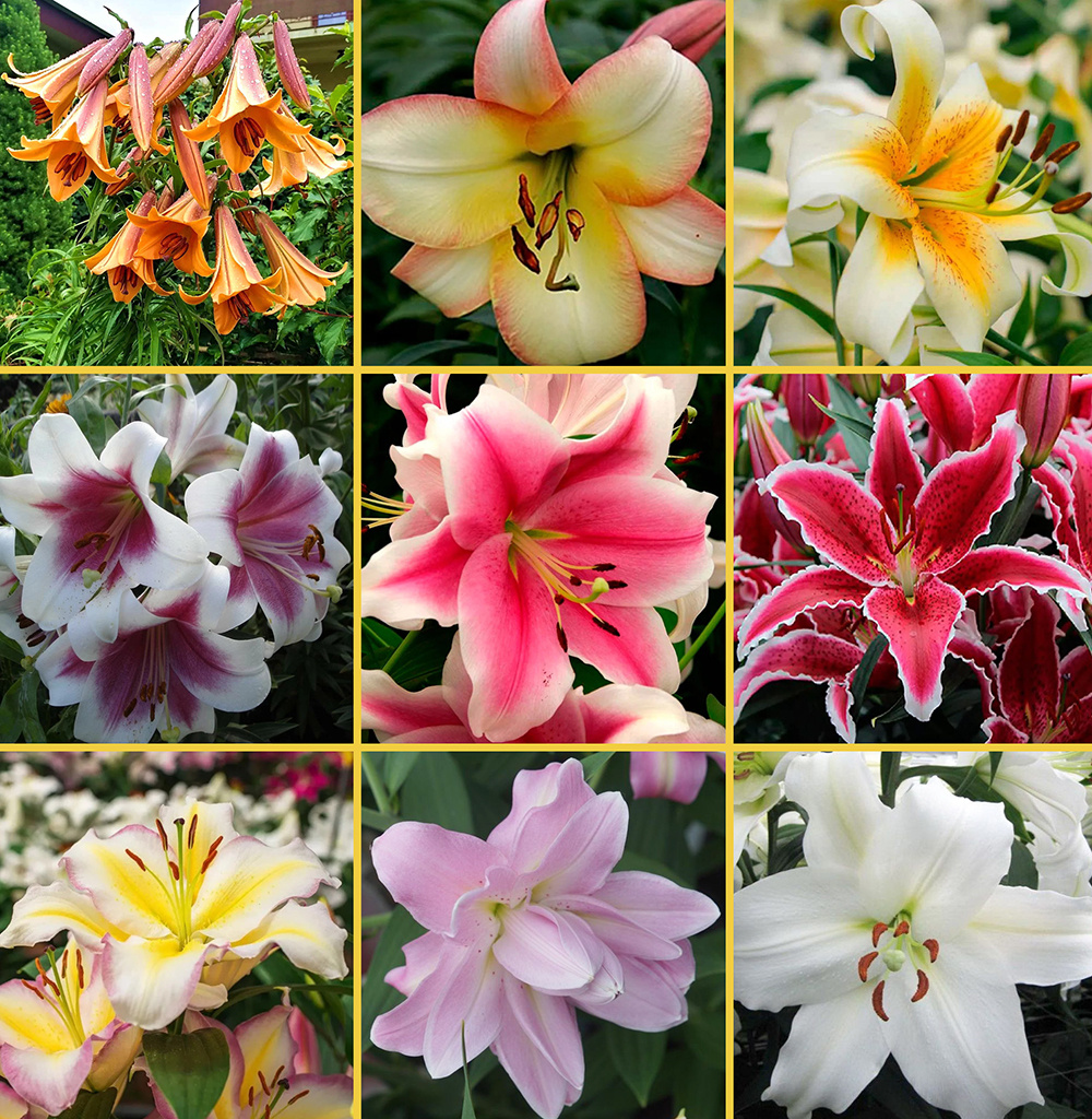 Ароматные лилии