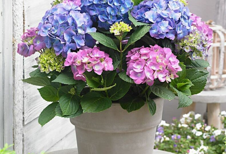 ✅Всё про комнатную гортензию🌺