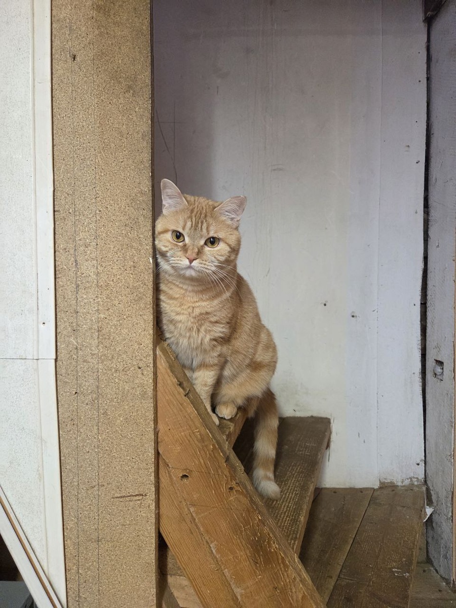 Говоруша Миранда