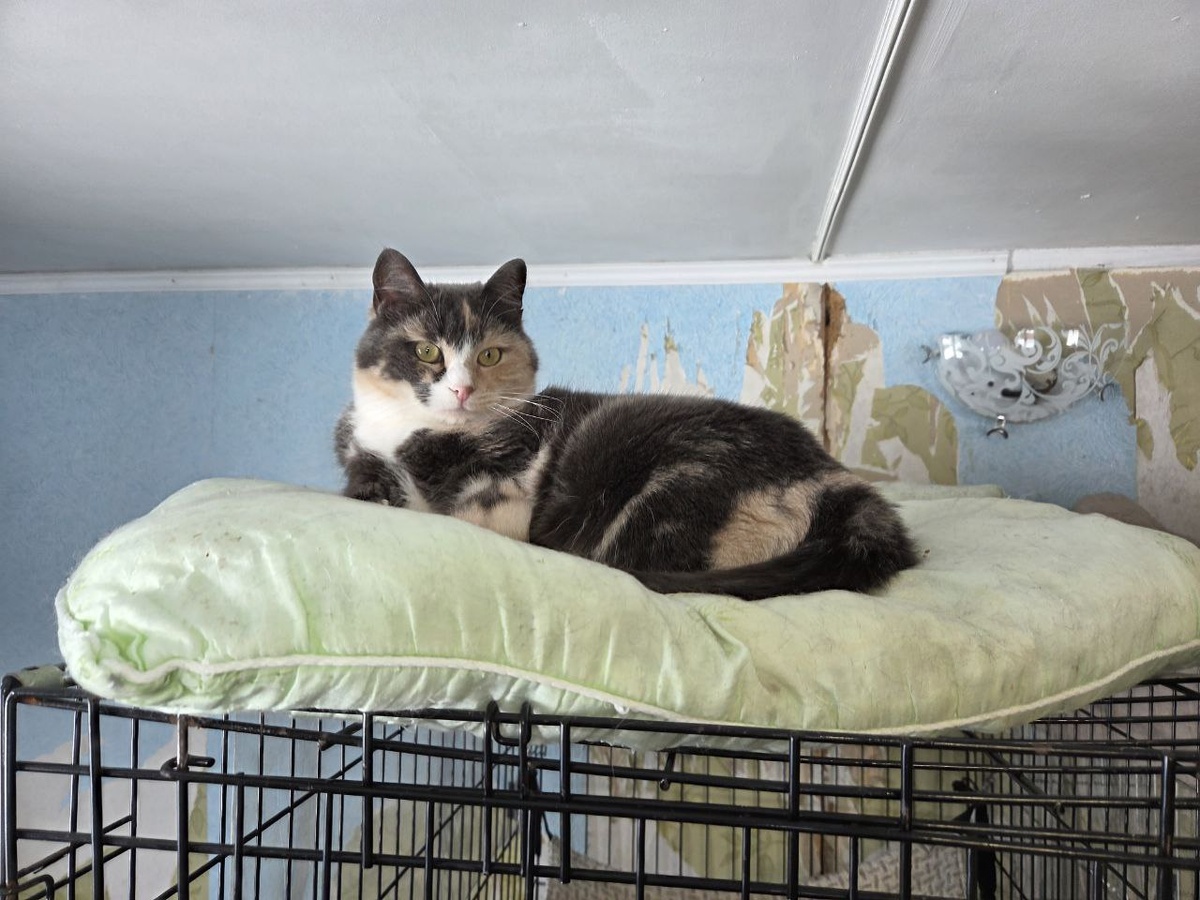 Красотка Поночка