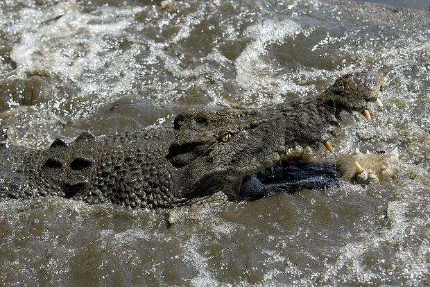    Источник: lenta.ru/ Алиса Седова