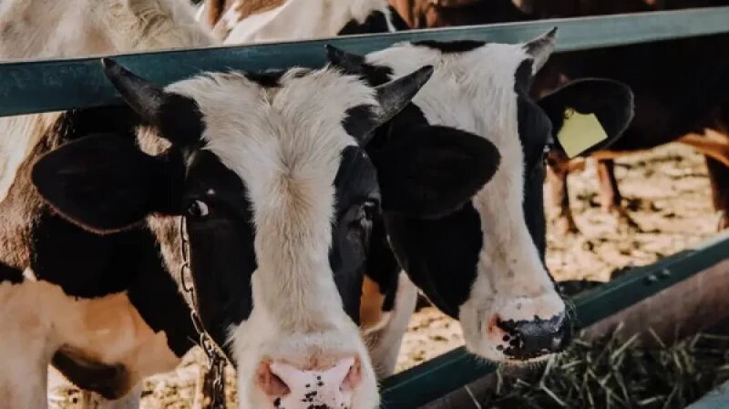 Фермеры России потеряли более 1 млрд рублей из-за забоя скота. Ситуация на Алтае