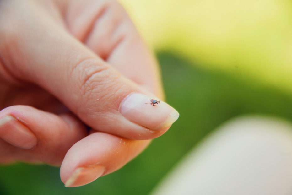    Shutterstock/FOTODOM