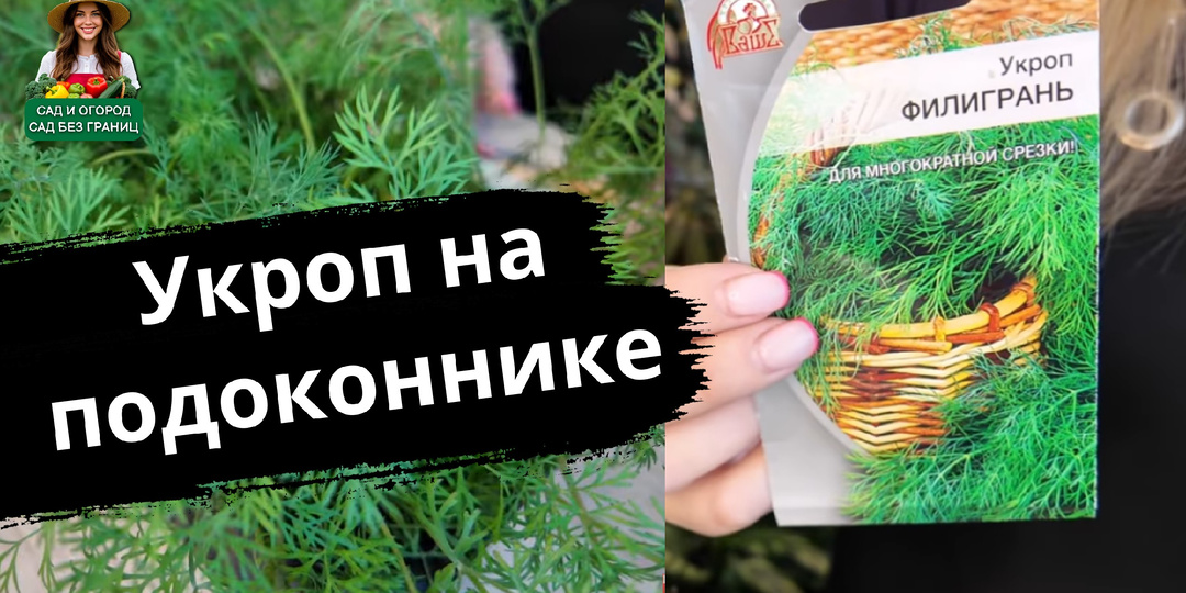 Укроп на подоконнике за 30 дней: как я делаю себе «зелёный конвейер» дома.