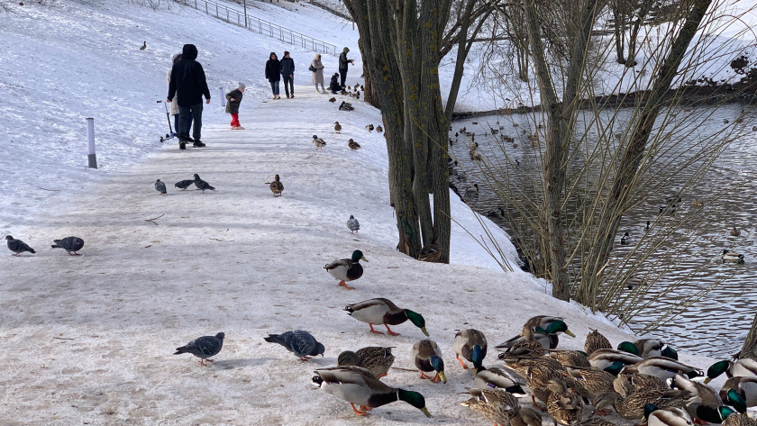    Фото: progorod43.ru