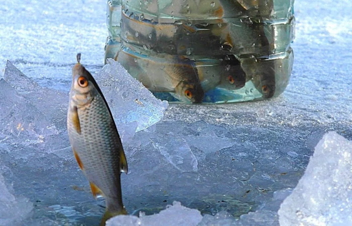 Стратегия трофея: почему крупный живец - секретное оружие жерличника