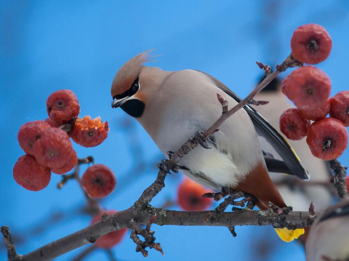   Свиристели поедают плоды ягодной яблони | © РИА Новости / Игорь Подгорный