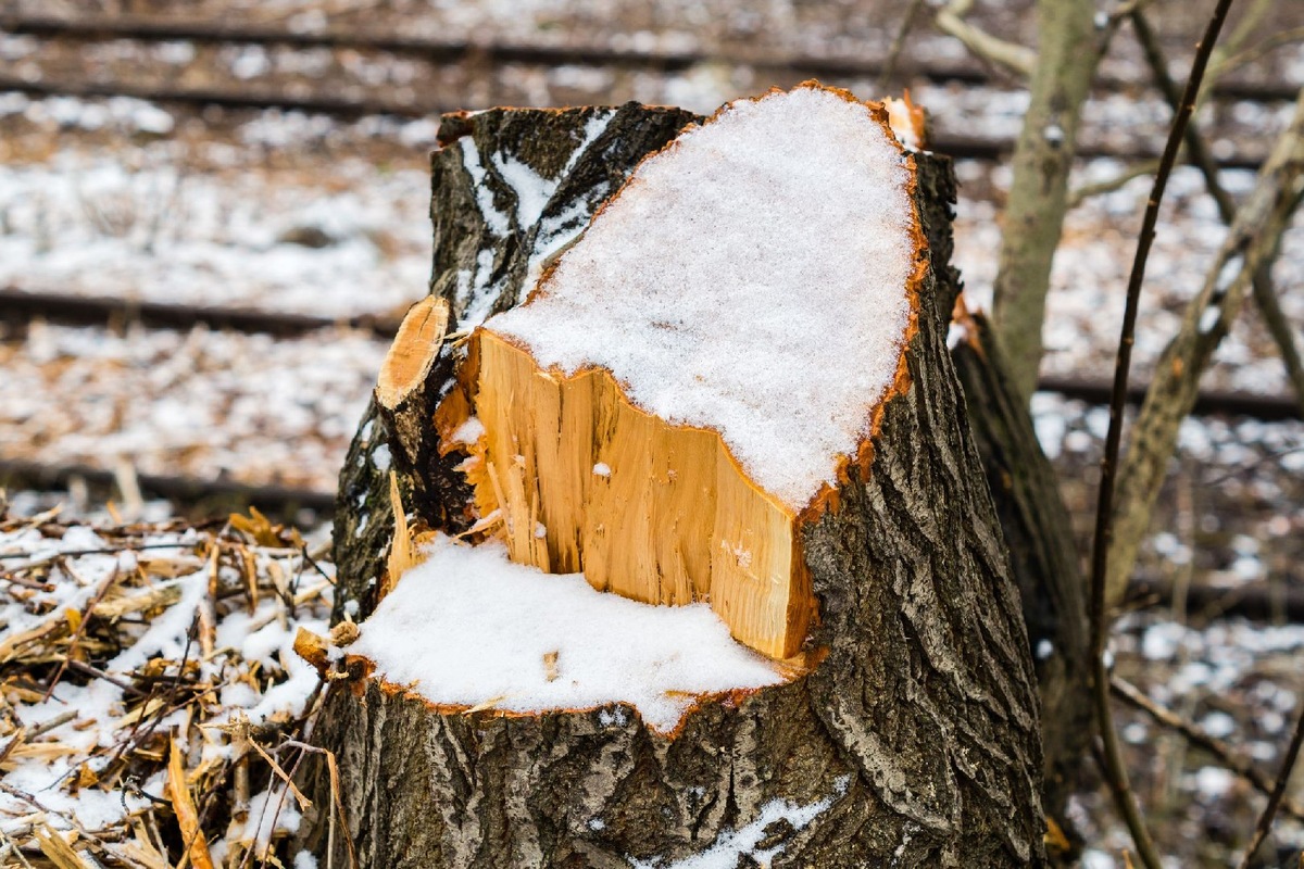    Фото: iStock/Animaflora