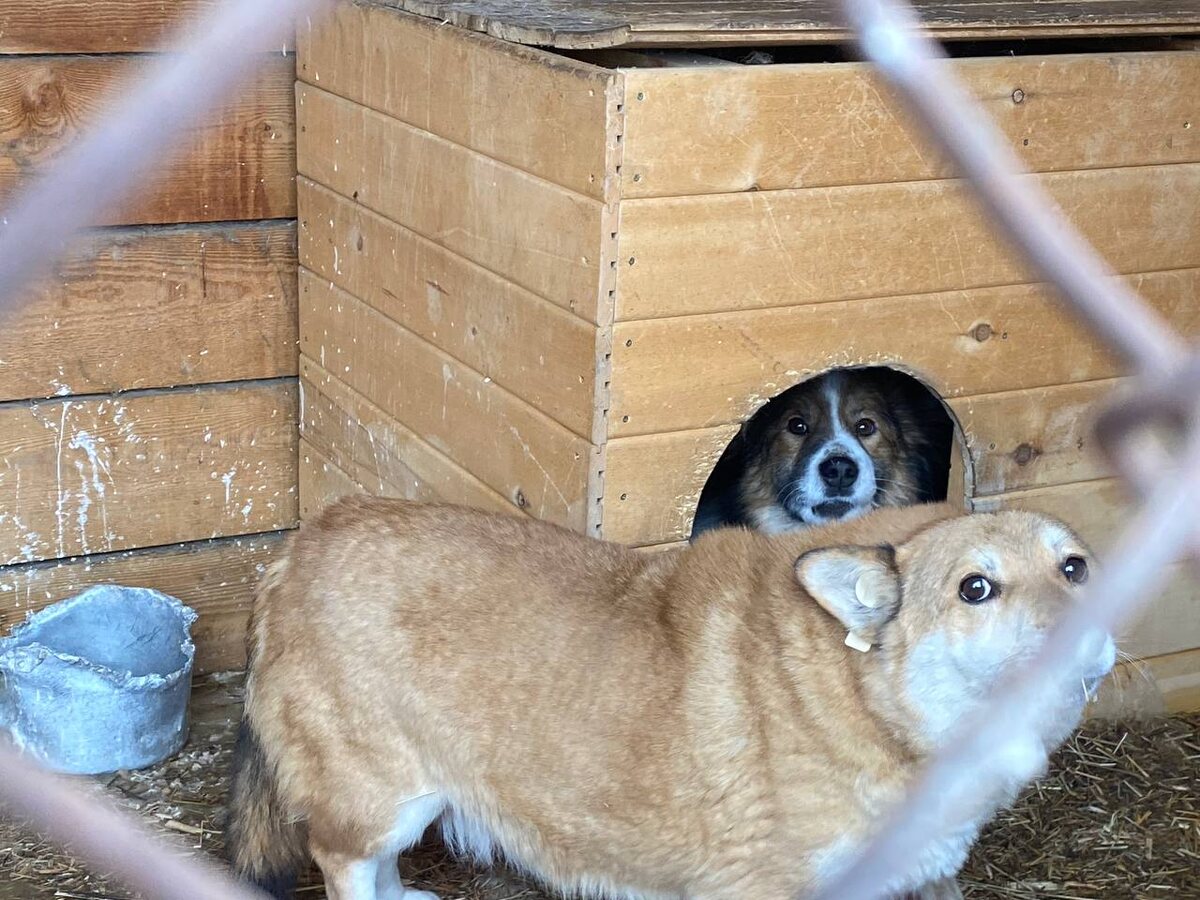 Эльф и Рустик. Спасены от эвтаназии в декабре 2023 года. 