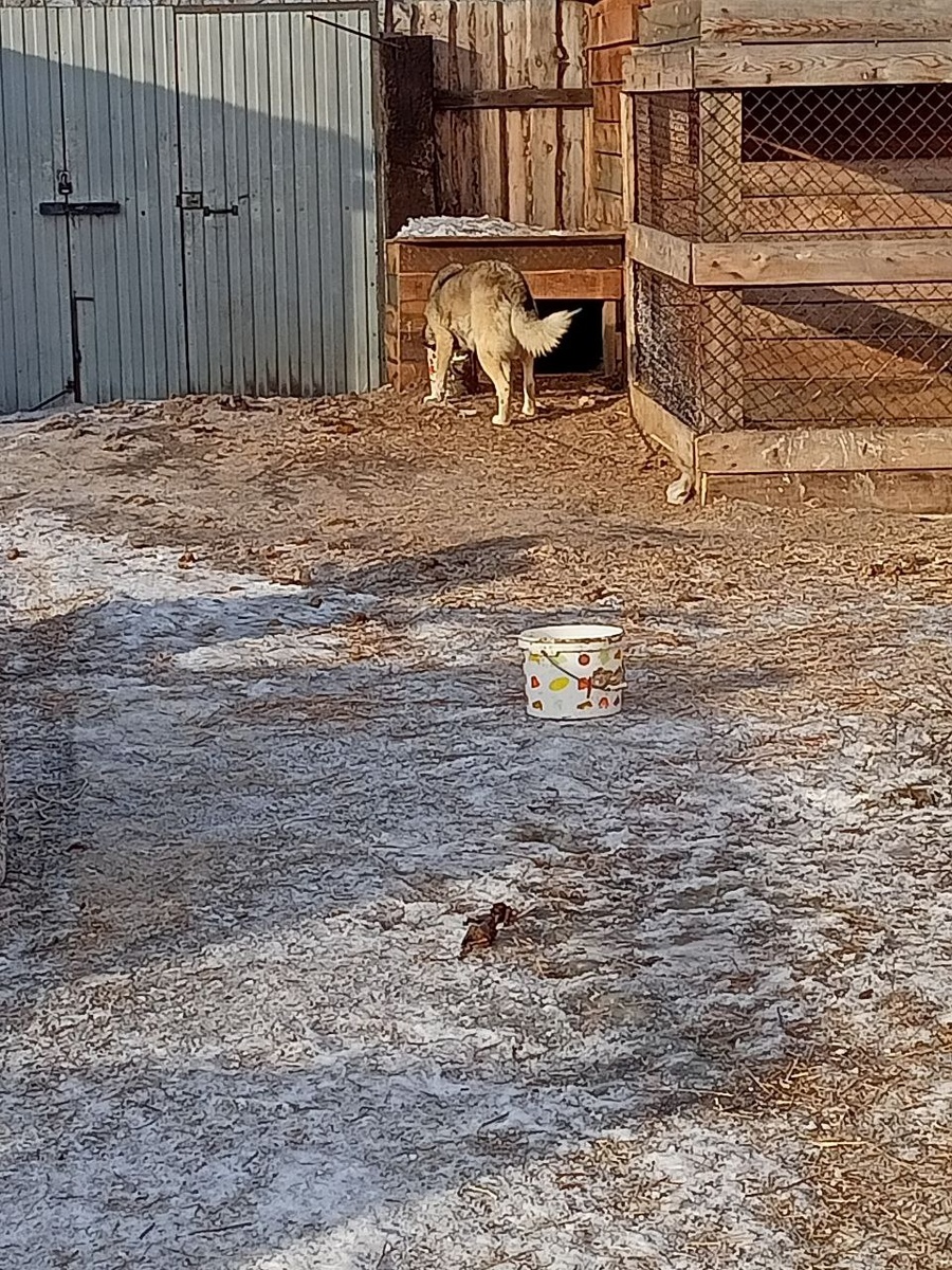 Байкалка. Выцарапана из рук отловщиков в Гусиноозерске год назад. Ей была уготована эвтаназия. 