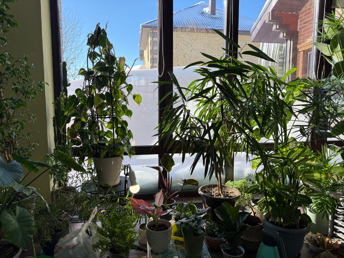   Все меньше места под солнцем. 