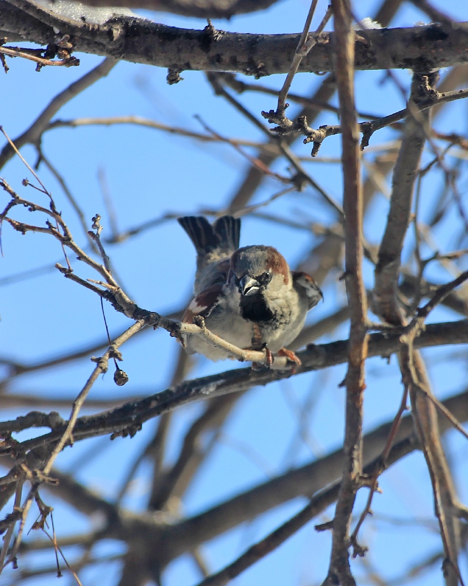 Домовый Воробей 1.03.2024г. Фото Швецова Вера.