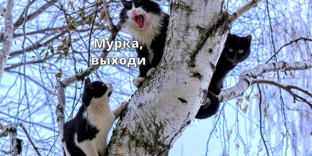 Донна Мусья, я дворовый кот и не знаю слов любви: мартовские коты с кошками и как на них влияет весна