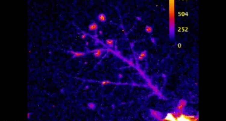    Фото: MRC Laboratory of Medical Sciences