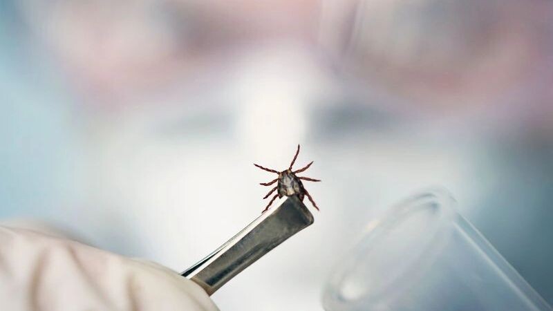    Фото: Melnikov Dmitriy/Shutterstock/Fotodom