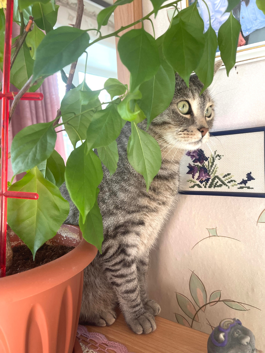 Ричард и Бугенвиллия отлично смотрятся вместе!❤️