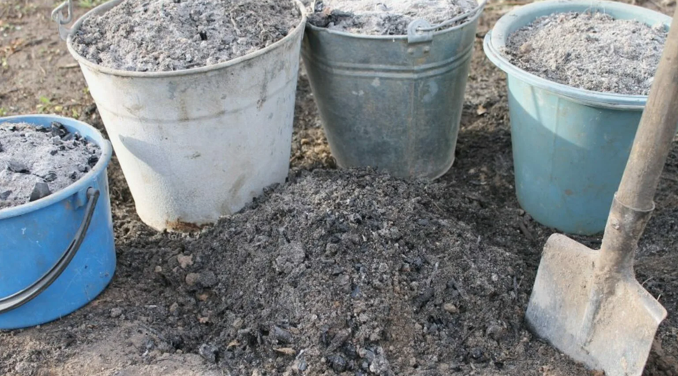 Когда зола не полезна для почвы и растений. Подробная инструкция о золе на весь сезон