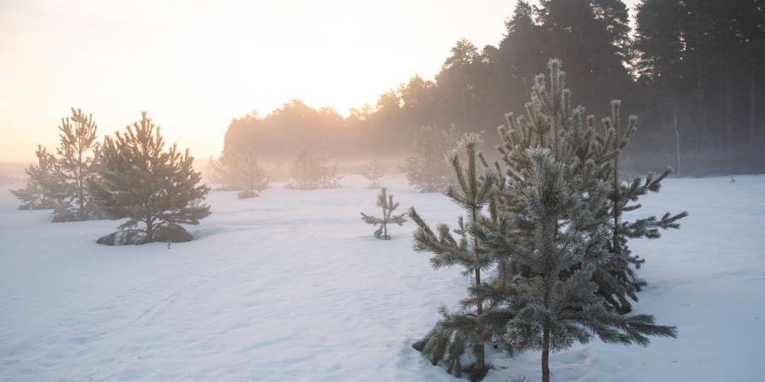 Молодые сосны