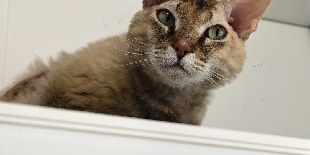 Сотворение хвостатого: феномен, который вы ещё не видели