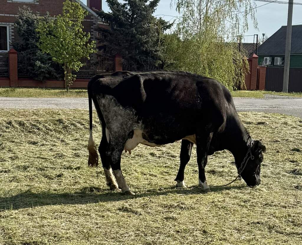    Фото: "Веселовские вести" Веселовские вести