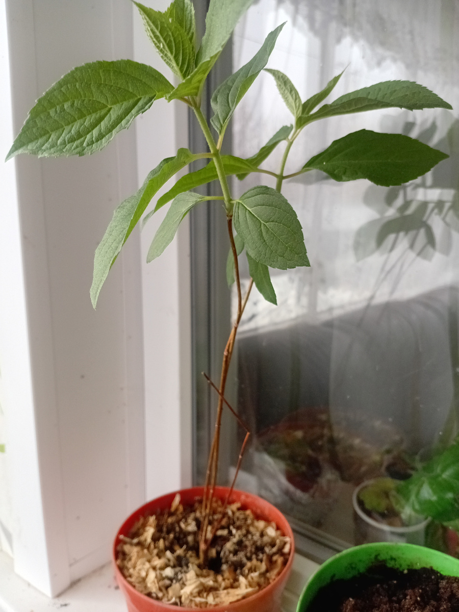 гортезия пришла на заказ  с распускающимися почками, пришлось посадить в горшок