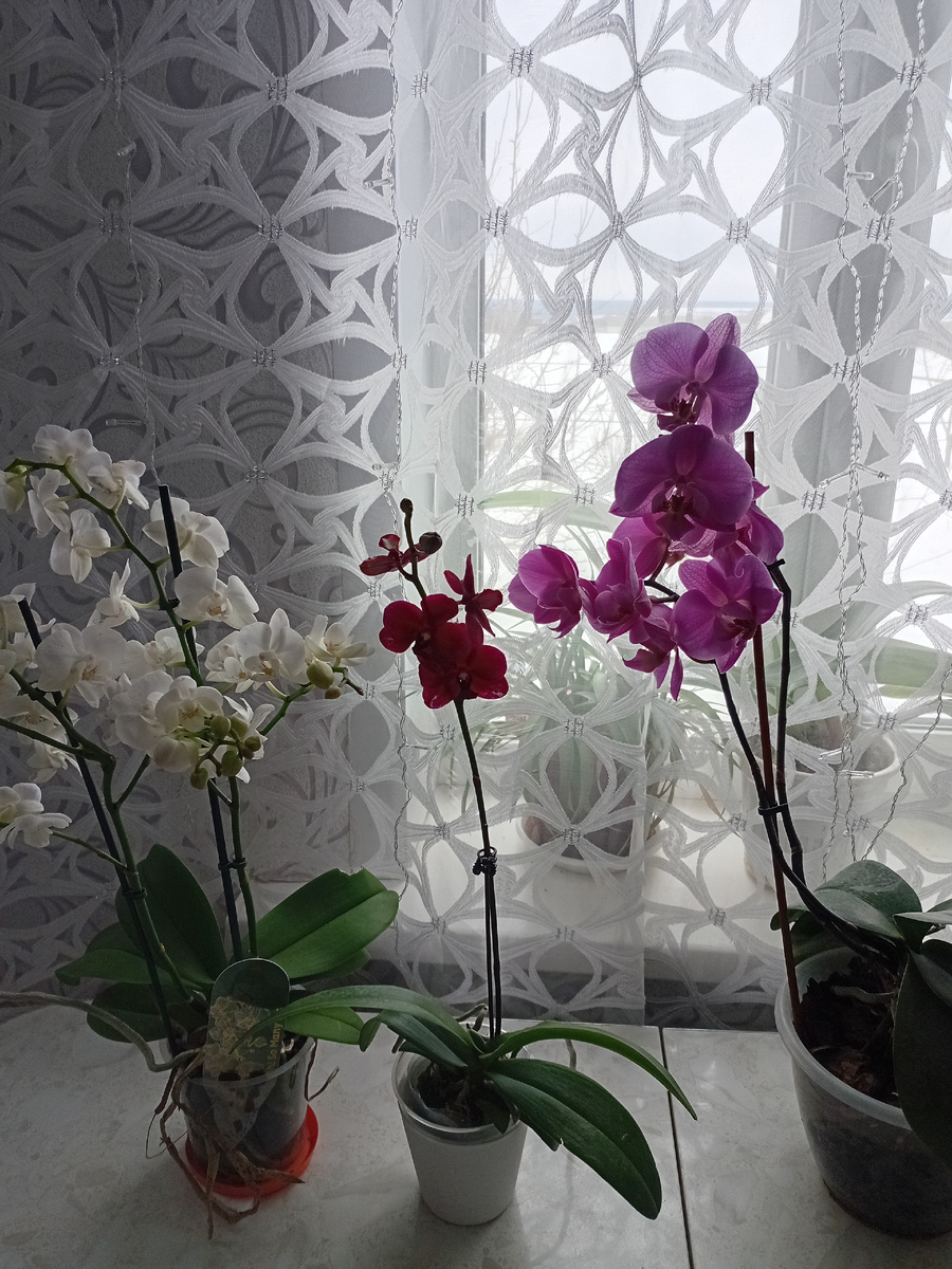орхидеи