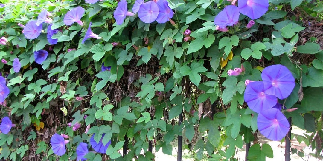 Хотите быстро украсить беседку или забор? Ипомея — идеальная лиана с красивыми цветами-граммофончиками