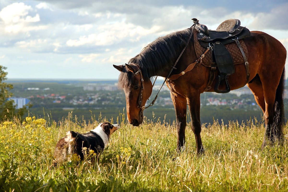 Первое (и последнее) знакомство с конем. Без лая, прошу отметить!