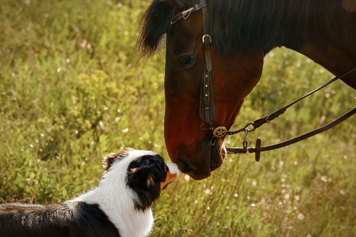 Дивный зверь