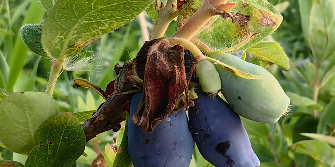 Жимолость из черенков. Что получилось за четыре года?