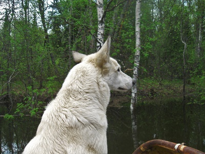 Фотографии Татьяны Немшановой разных лет. В тайге Крайнего Севера Западной Сибири ХМАО Югра, Зауралье, Приполярный Урал, Таёжное безмолвие, таёжная жизнь,лайка Крайнего Севера Западной Сибири в тайге. Старица.