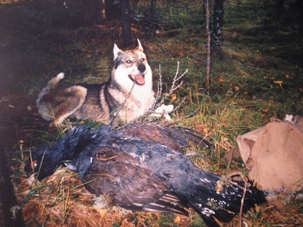 Фотографии Татьяны Немшановой разных лет. Глухарь и лайка Западной Сибири ХМАО Югра, лес северный таёжный. Осень таёжная, таёжная жизнь. Лака Серый - потомок лайки оленегонной и волка тундрового.