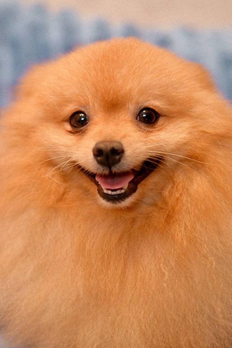 Маленькая собачка из приюта Домик Мелкашей ищет дом 