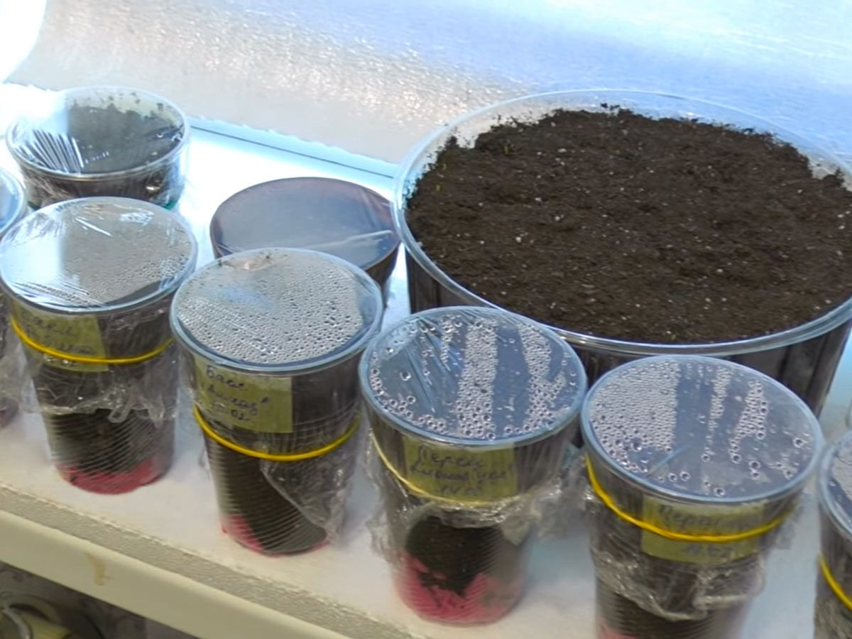 Рассаде этой культуры надо сразу создавать подходящие условия для роста