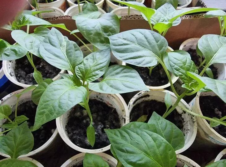 Секрет крепкой рассады перца: способ высадки, после которого растения растут как на дрожжах