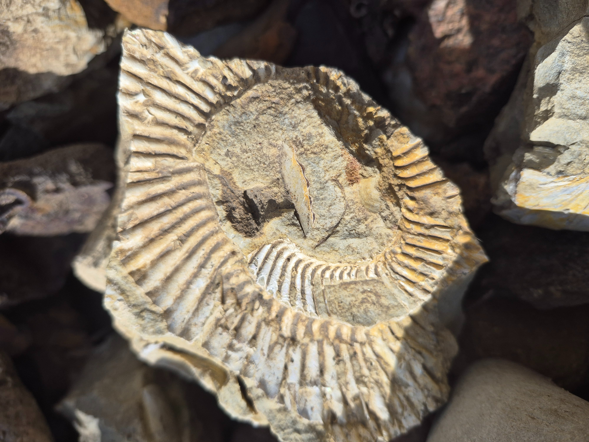 Отпечаток древней раковины на осадочной породе (из коллекции автора)