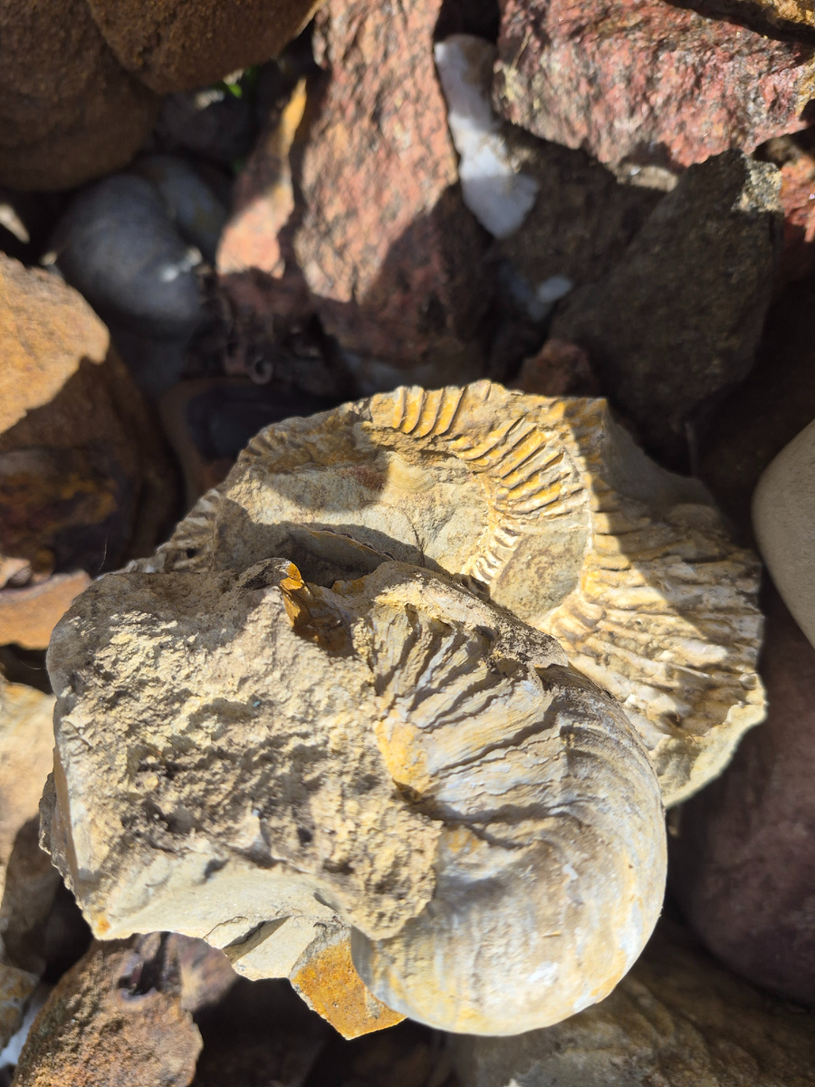 Окаменелая раковина (из коллекции автора)