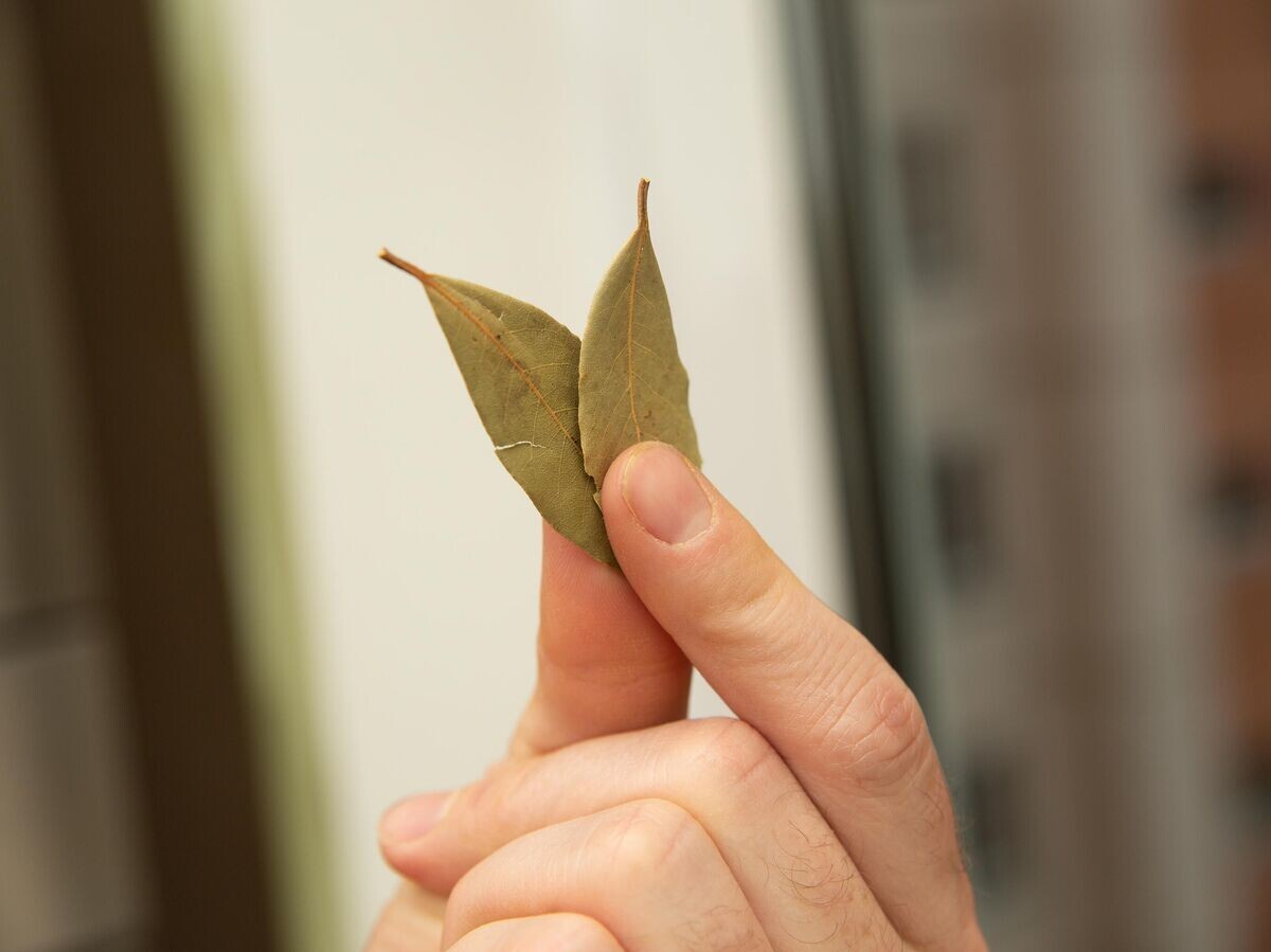    Лавровый лист | © iStock.com / Aksakalko