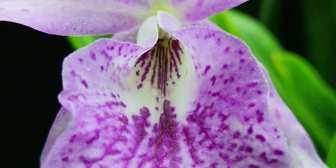 Каттлея Bsn. Maikai "Louise" AM/AOS