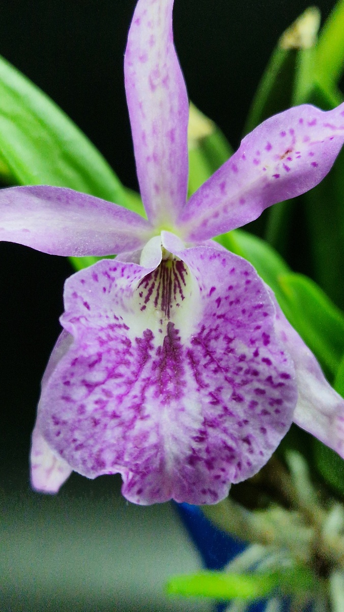 Фото Татьяны Семёновой. Каттлея Bsn. Maikai "Louise" AM/AOS