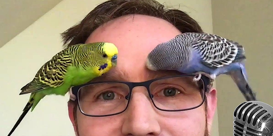 Как ревнуют волнистые попугаи: «Это мой человек!»