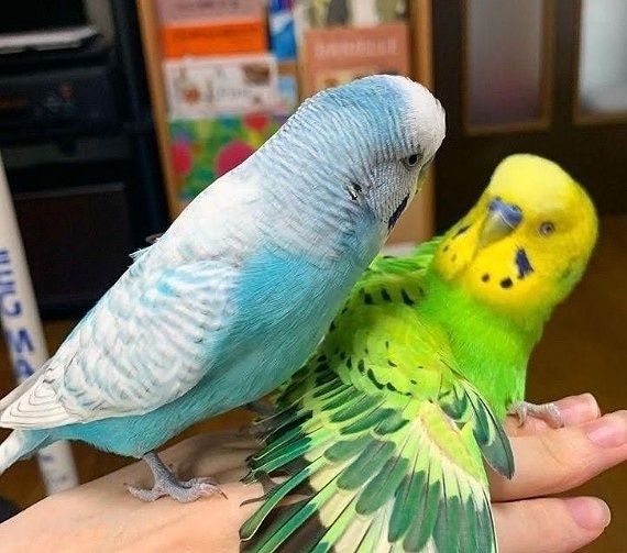 Попугай ревнует хозяина. Маленькая птица — большие чувства