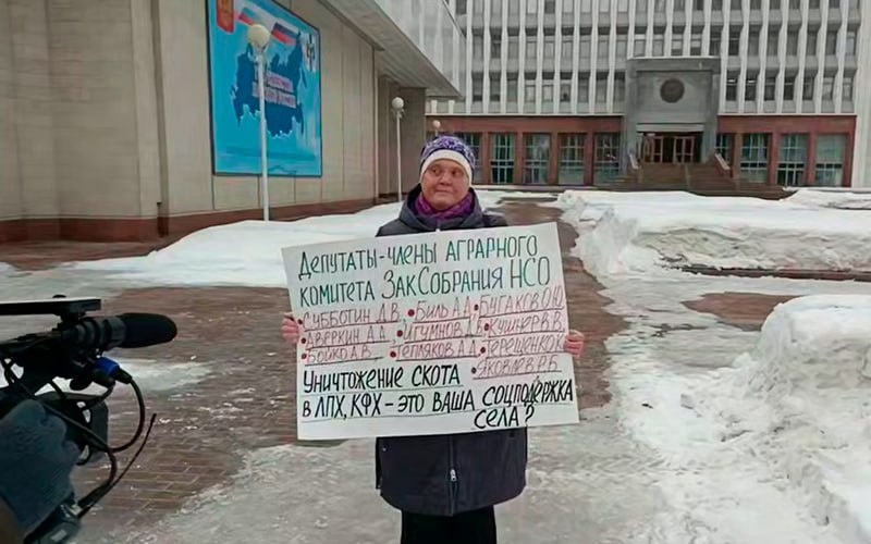 Новосибирская полиция задержала женщину, у которой уничтожили 200 голов скота