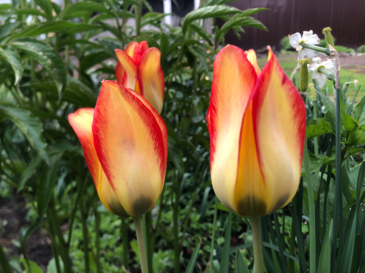 Как только устойчиво потеплеет, расцветут тюльпаны. Фотоиллюстрации автора.