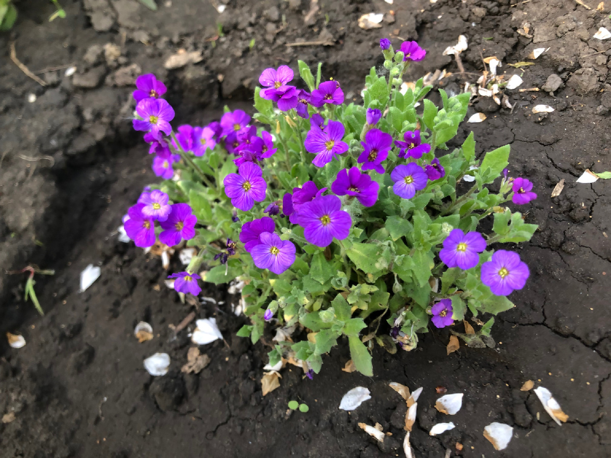 Примулы - цветы весны.